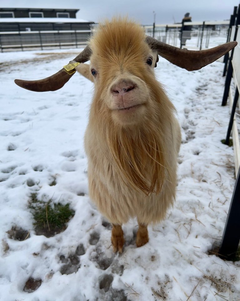 Dargaičiai zoo in winter