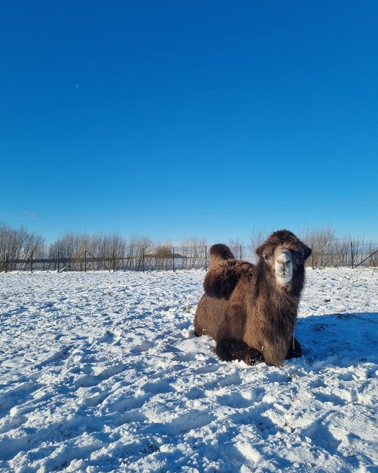 Dargaičiai zoo in winter