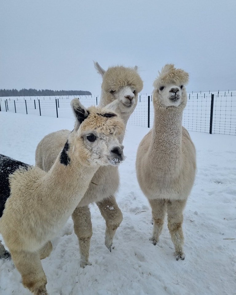 Dargaičiai zoo in winter