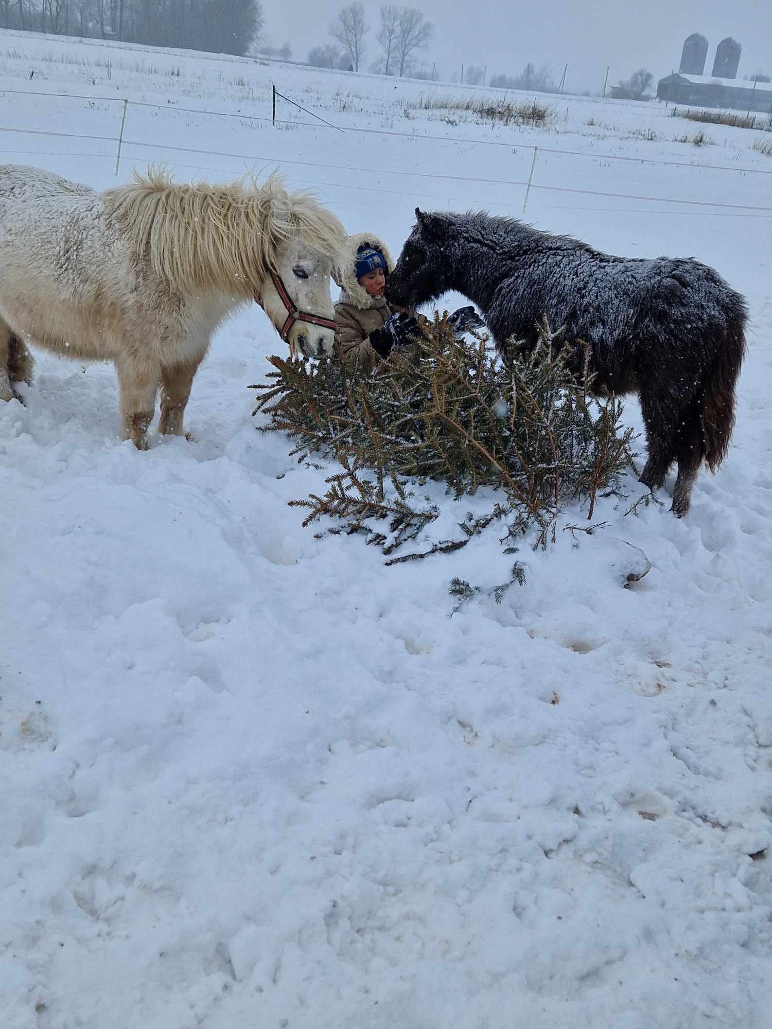 Animal farms in winter in Lithuania: where to go with children