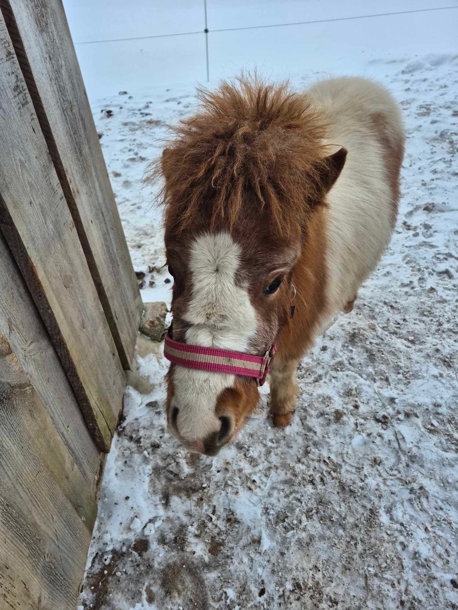 Family farm JUODOJI GRAŽUOLĖ