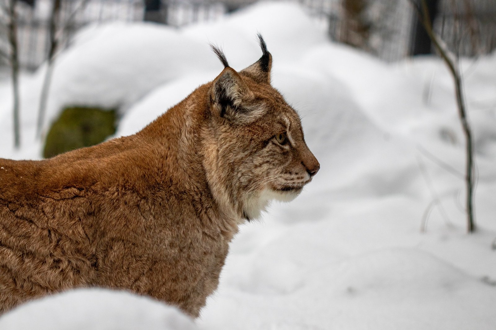 Lithuanian Zoo in winter