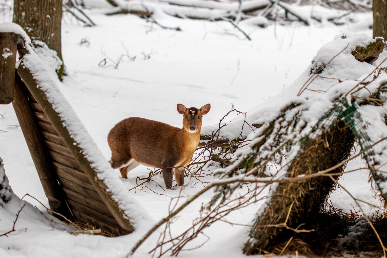 Lithuanian Zoo in winter