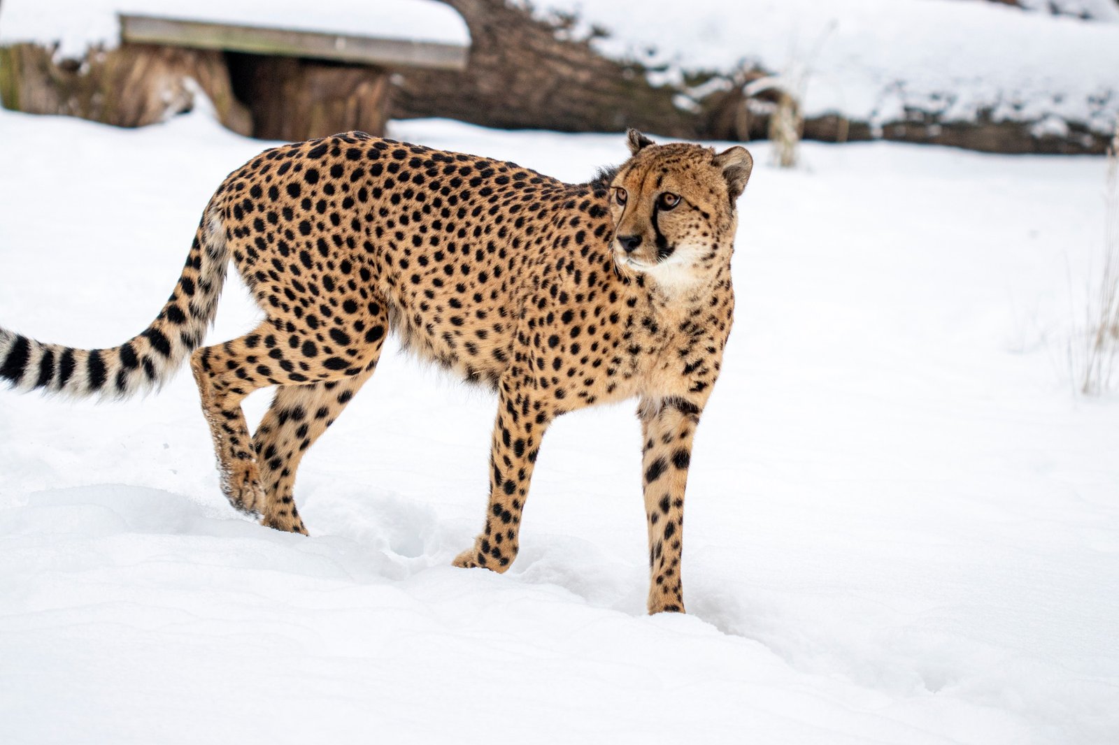 Lithuanian Zoo in winter