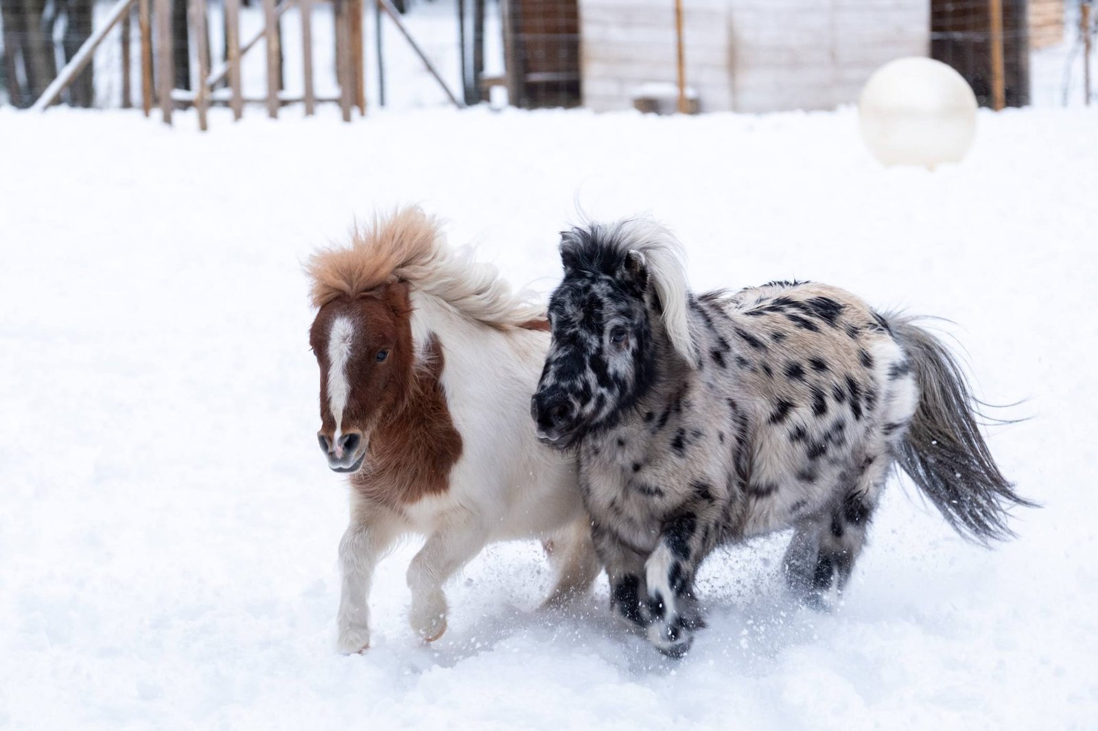 Miško sapno žirgai in winter