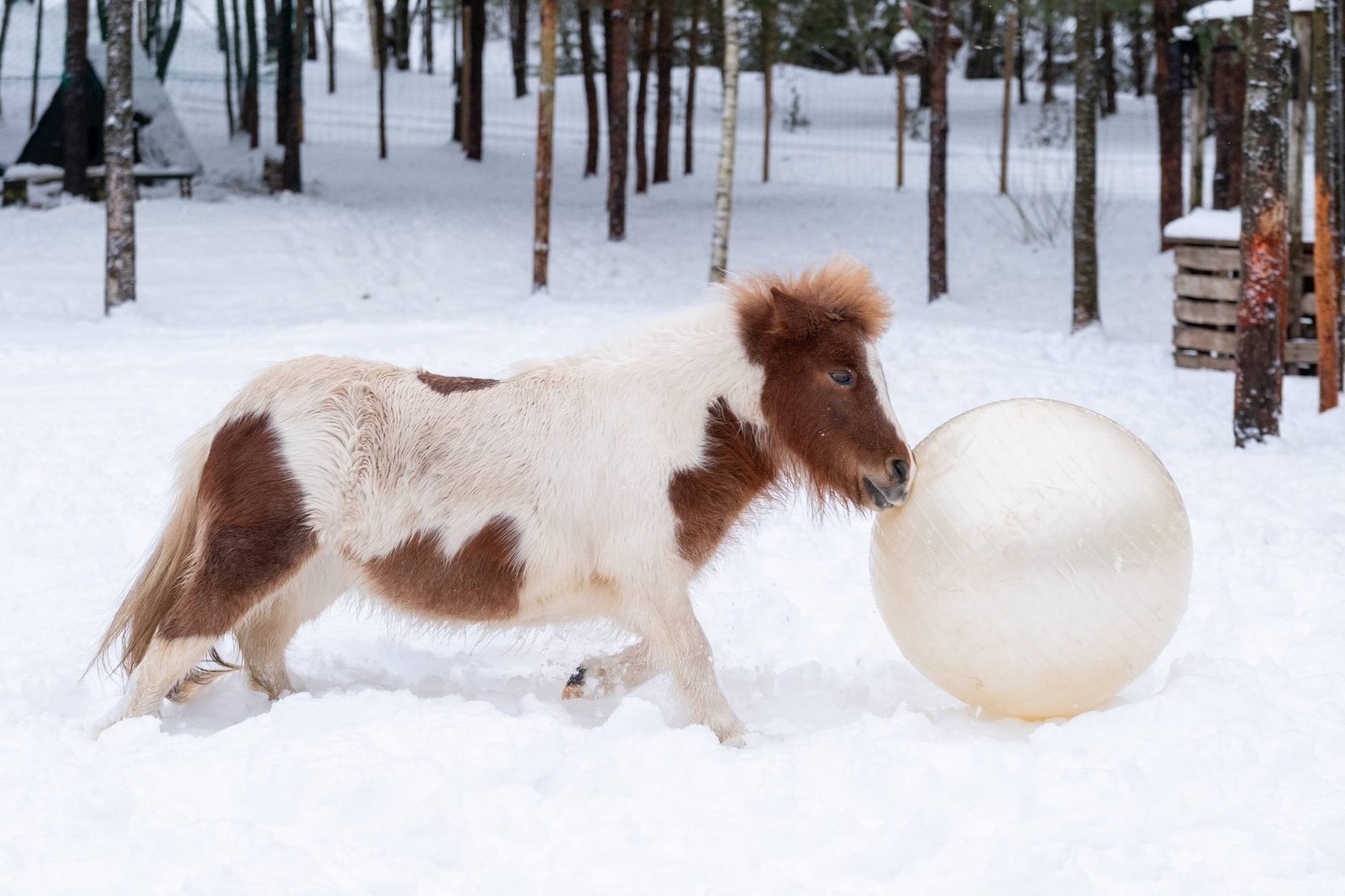 Miško sapno žirgai in winter