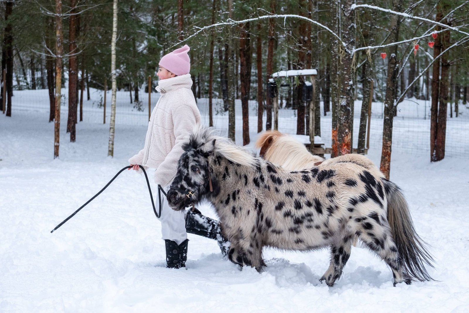 Miško sapno žirgai in winter