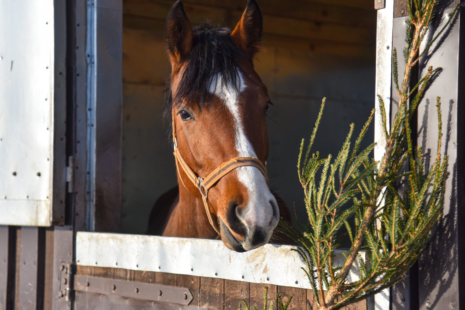 Molainiai stud farm, Panevėžys district