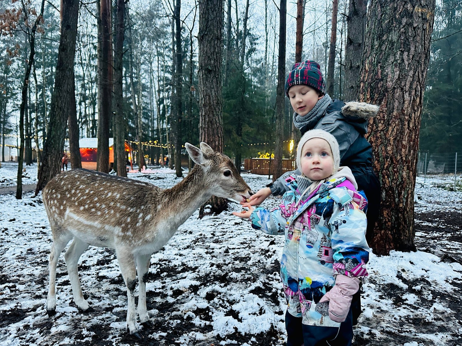 Perliniai danieliai park in winter
