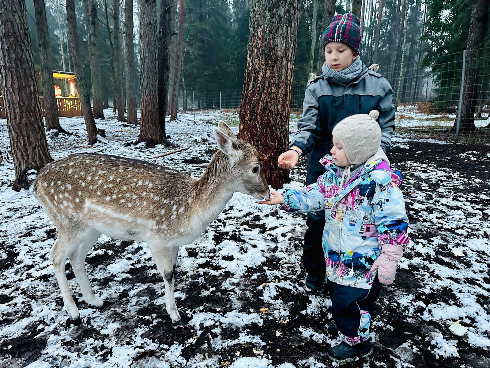 Perliniai danieliai park in winter
