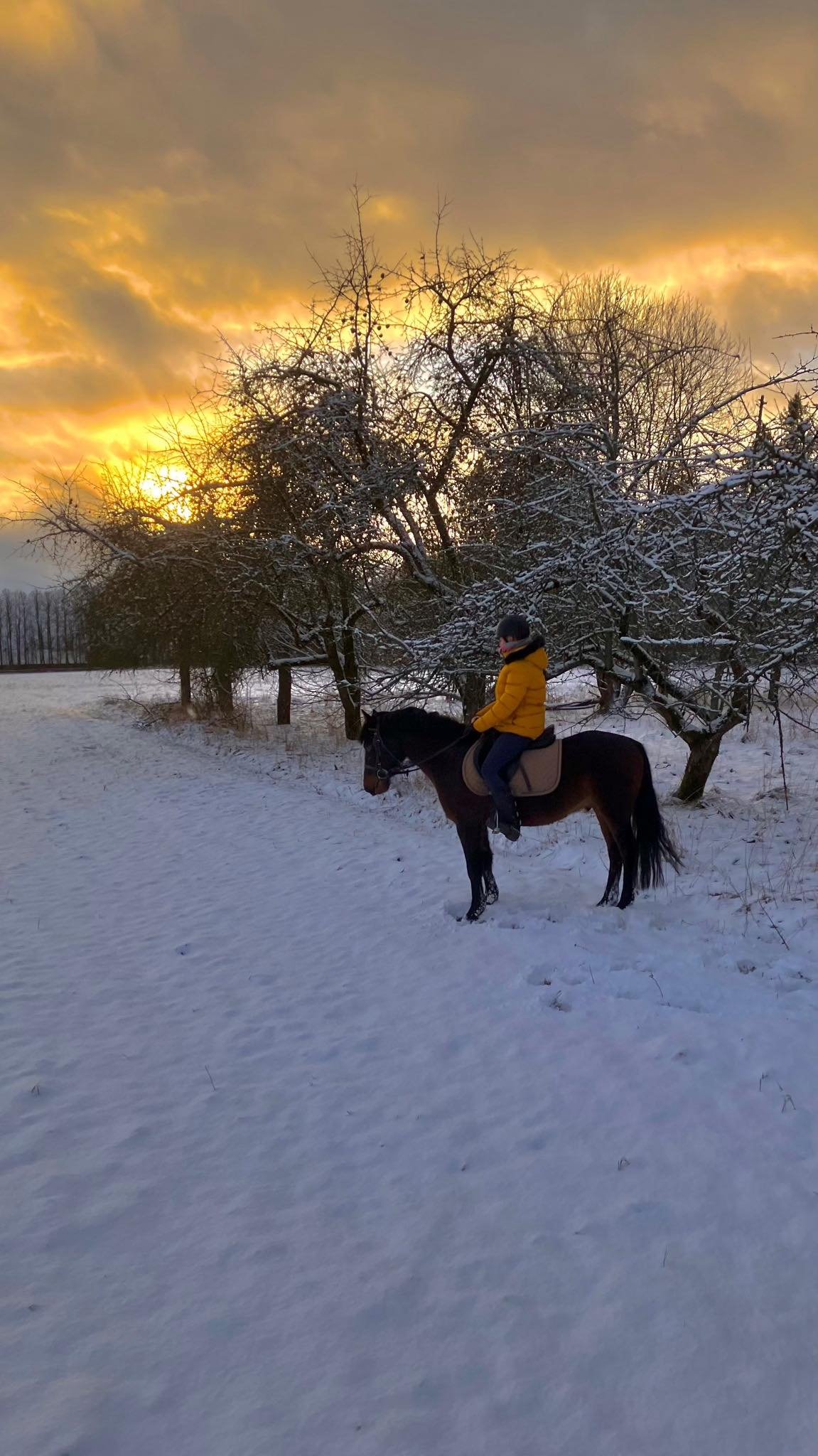 Rietavas stud farm in winter