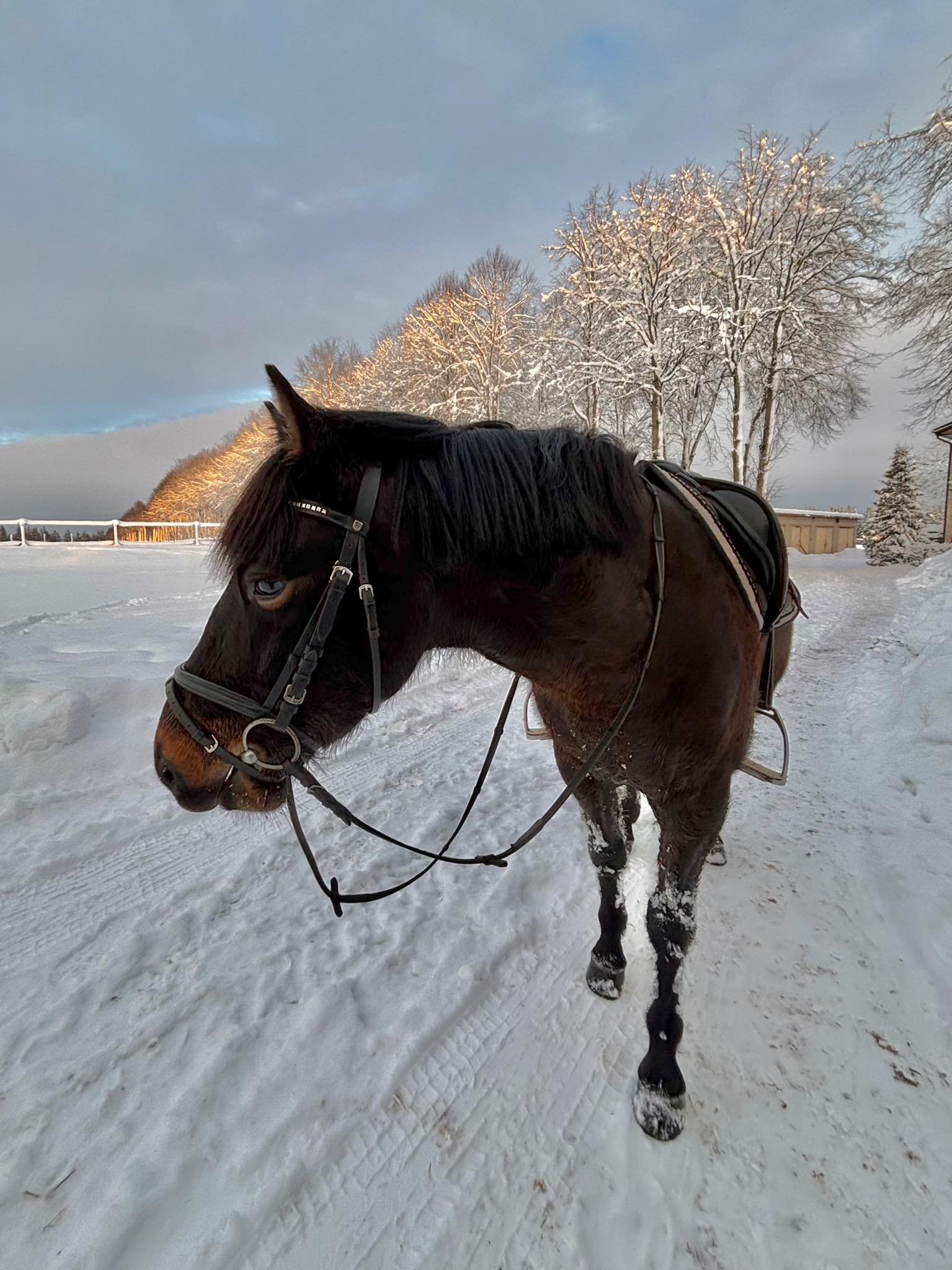 Rietavas stud farm in winter