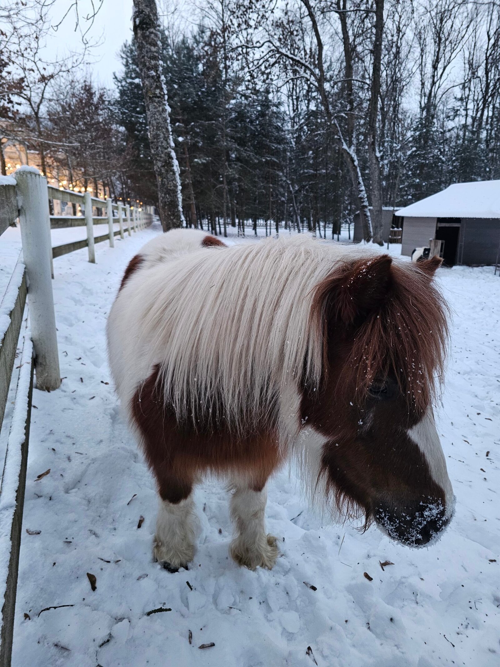 Taujėnai manor mini zoo in winter
