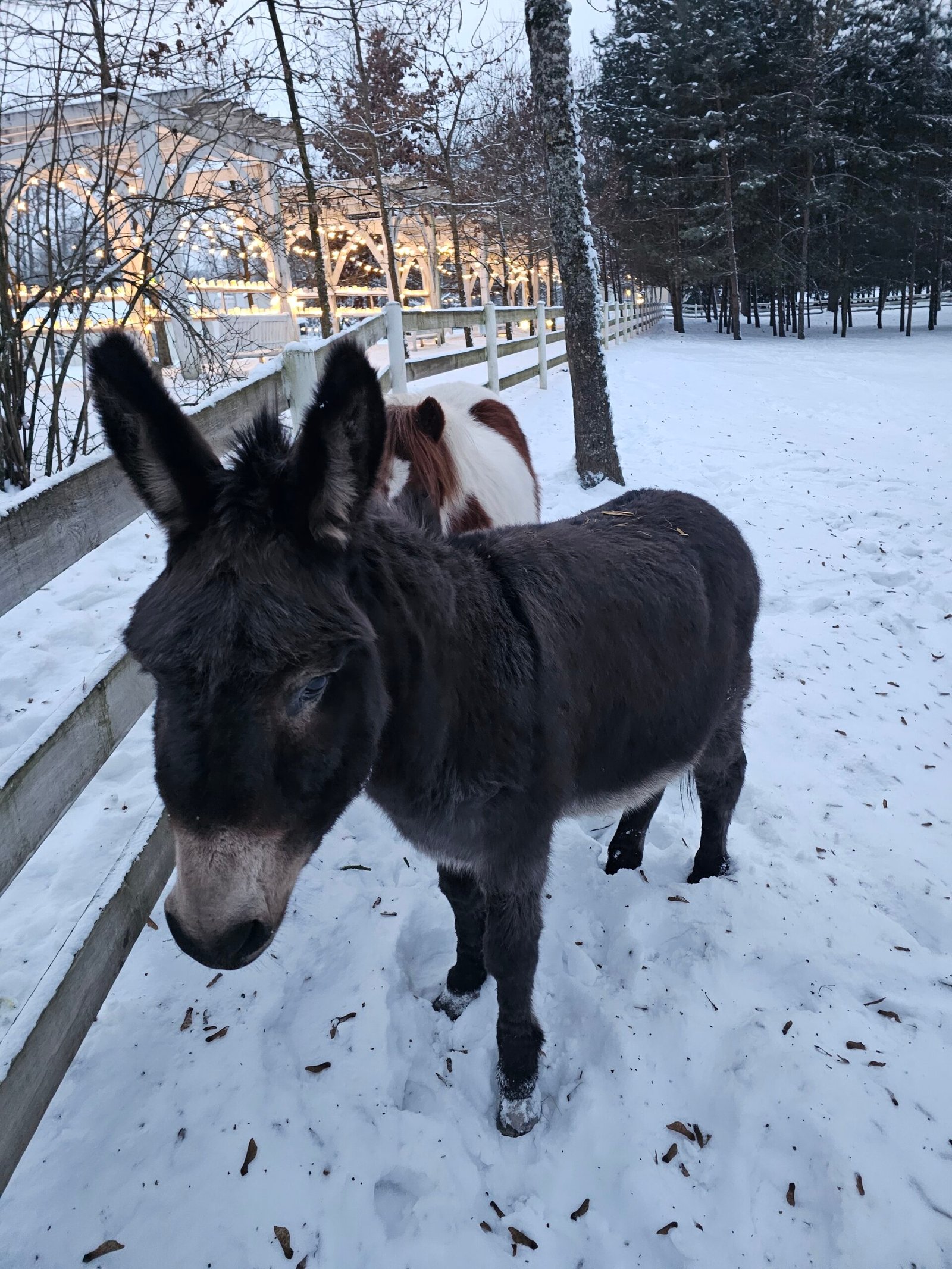 Taujėnai manor mini zoo in winter