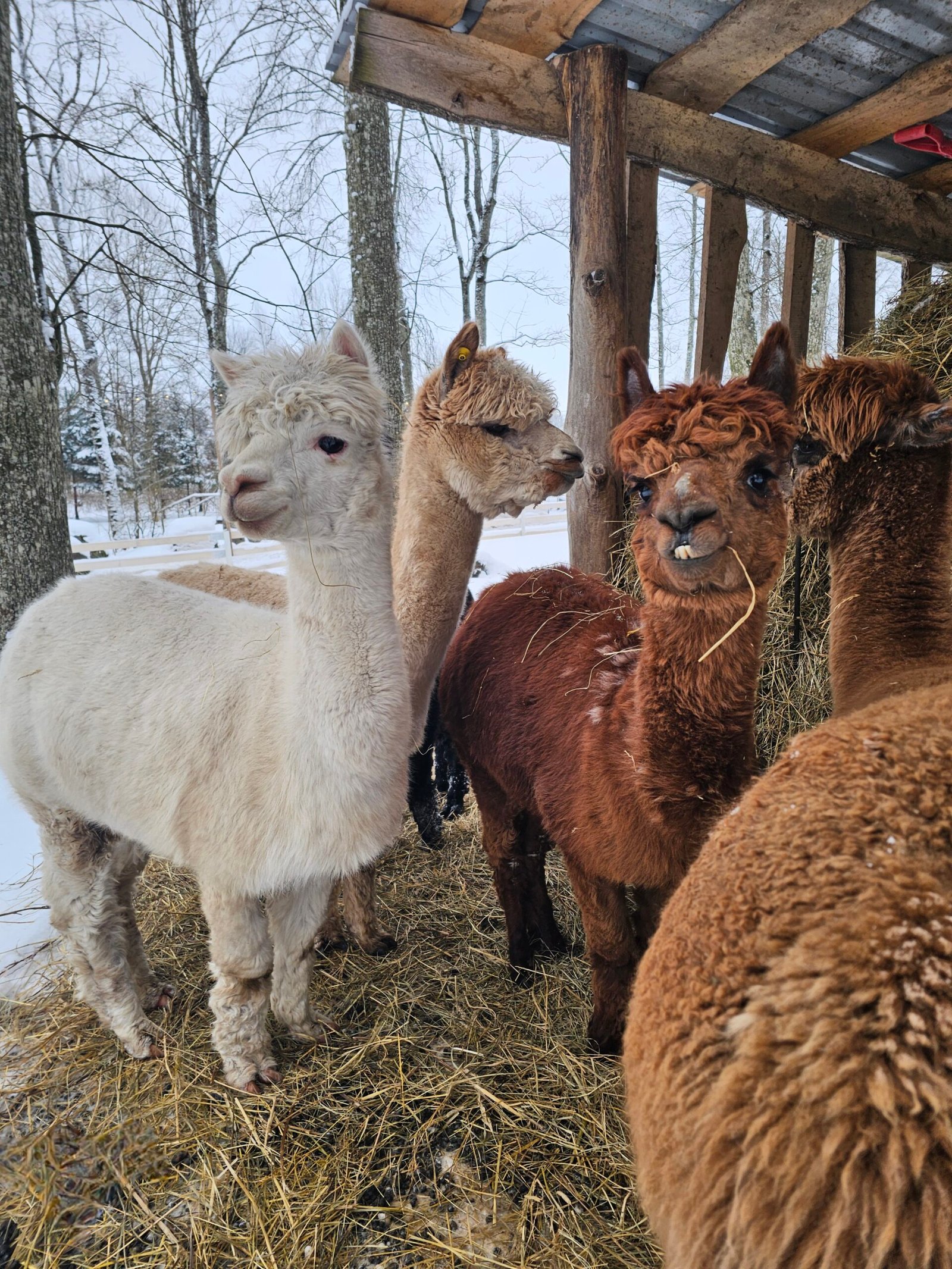Animals in Taujėnai Manor