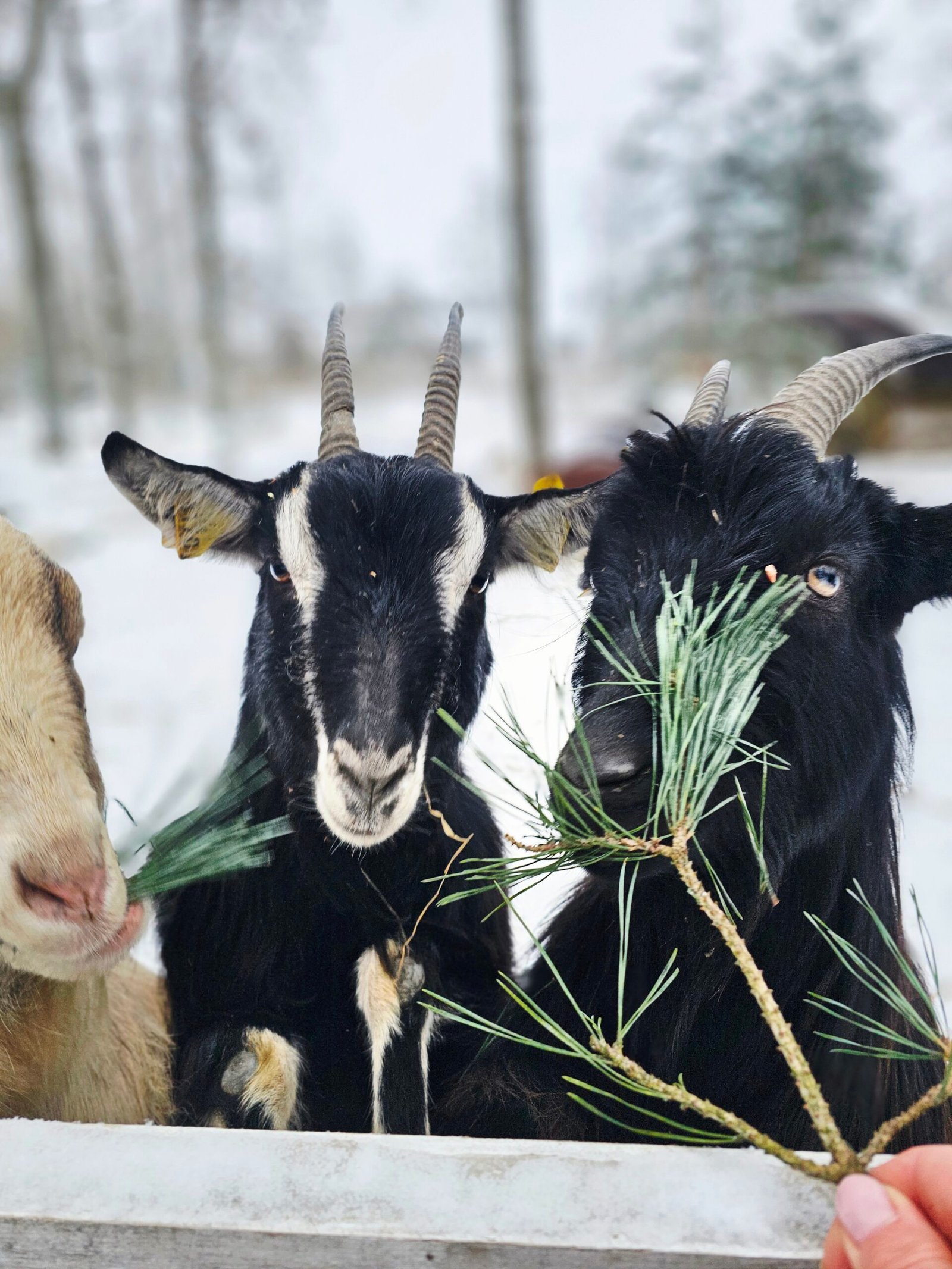Taujėnai manor mini zoo in winter