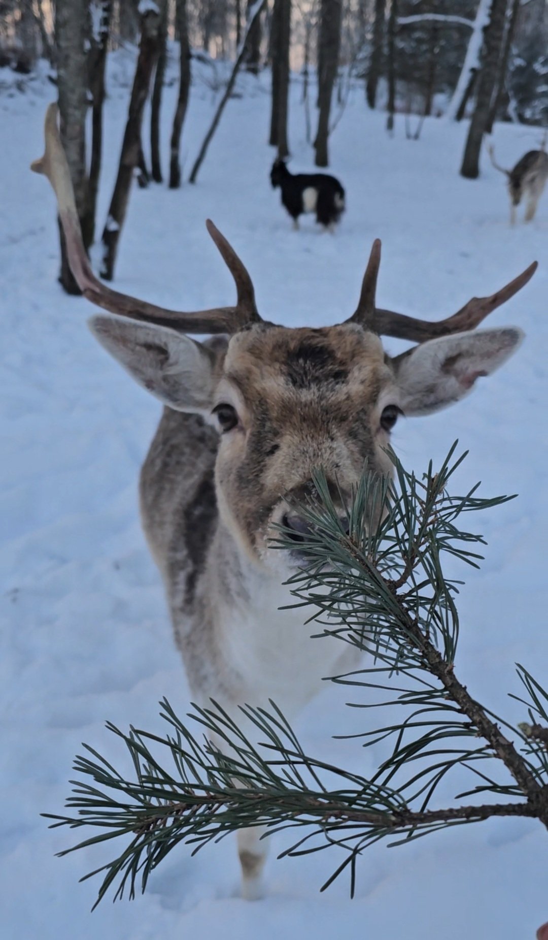 Taujėnai manor mini zoo in winter