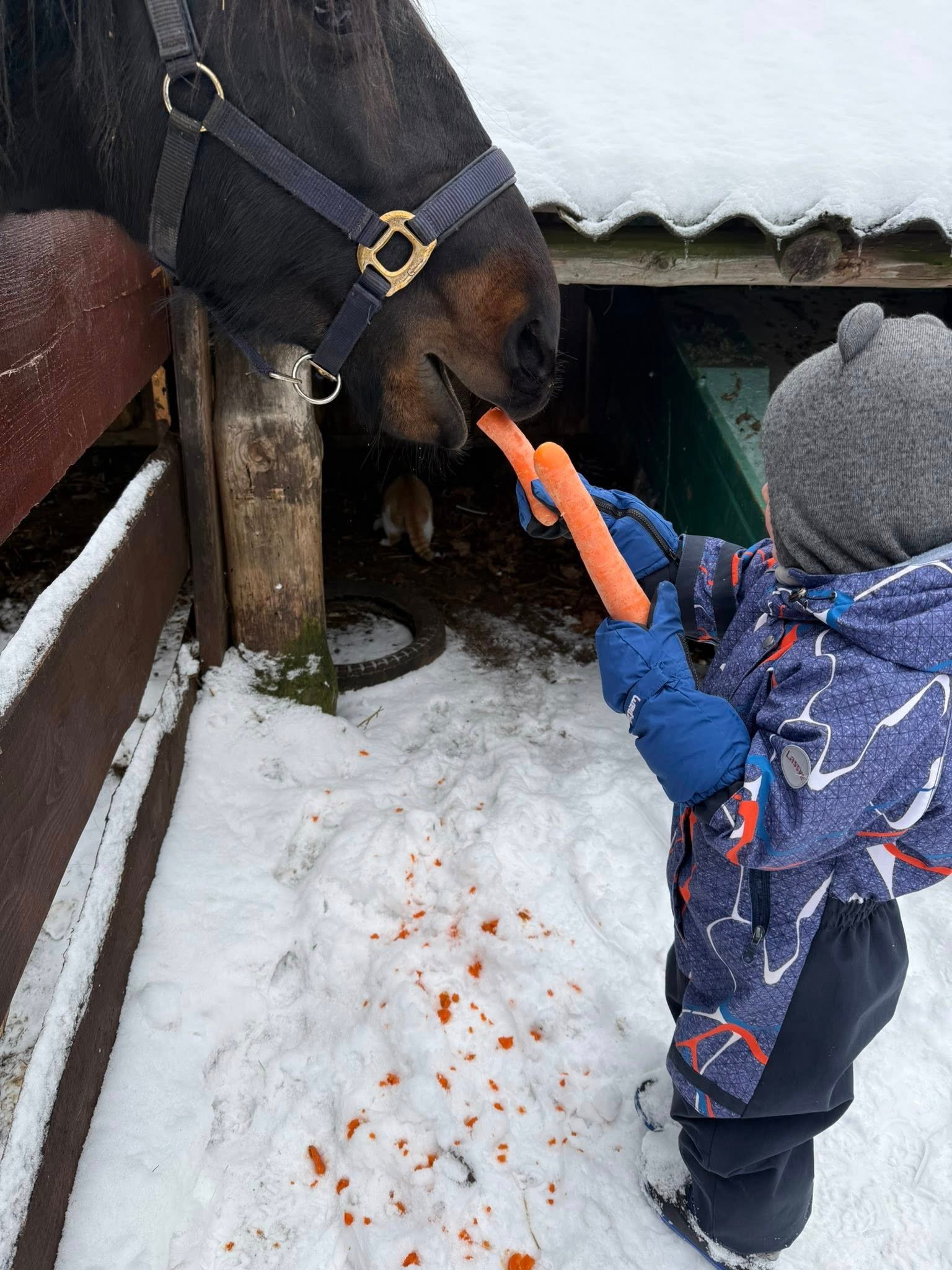 Unikalus greitis in winter