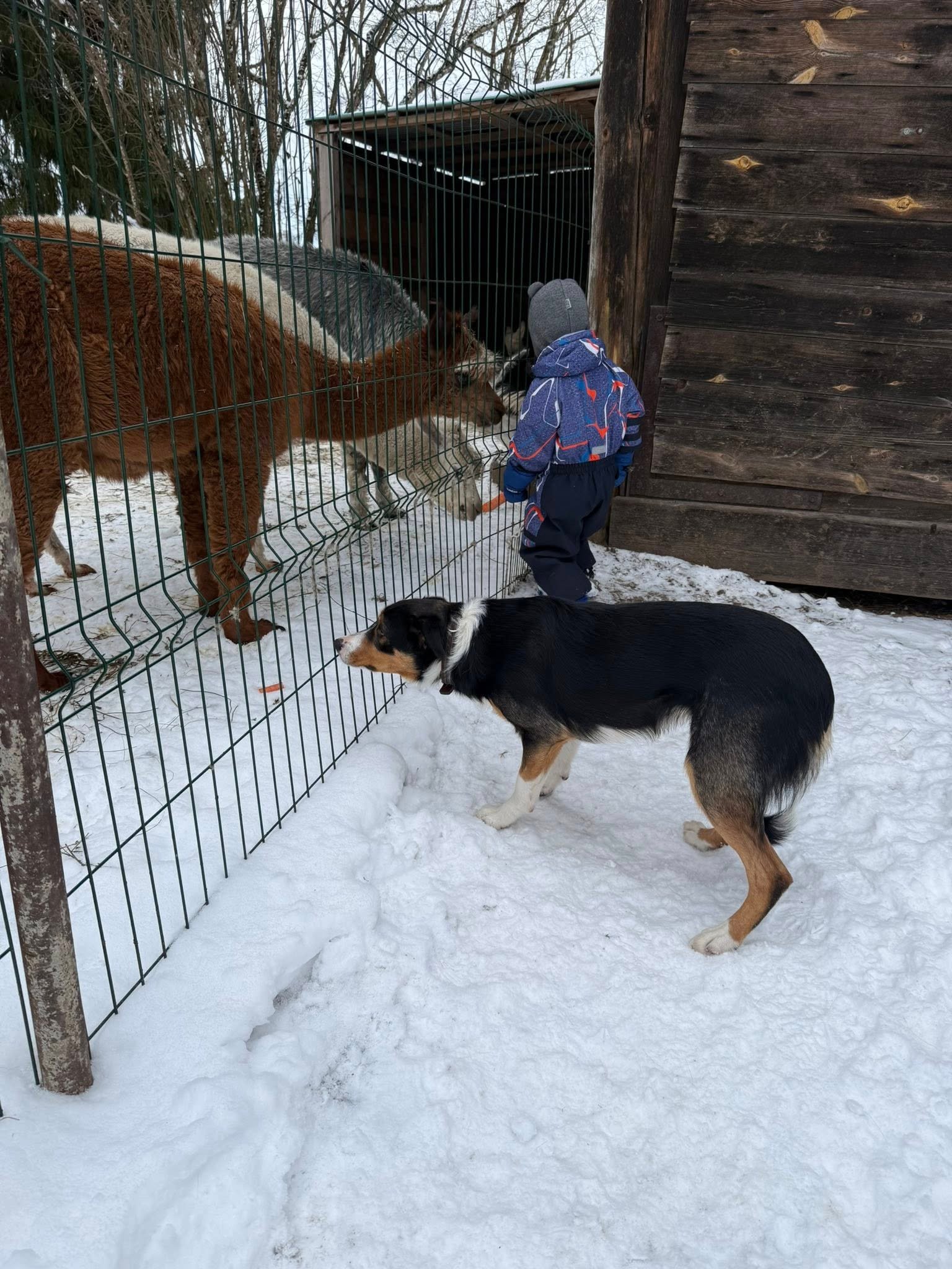 Unikalus greitis in winter