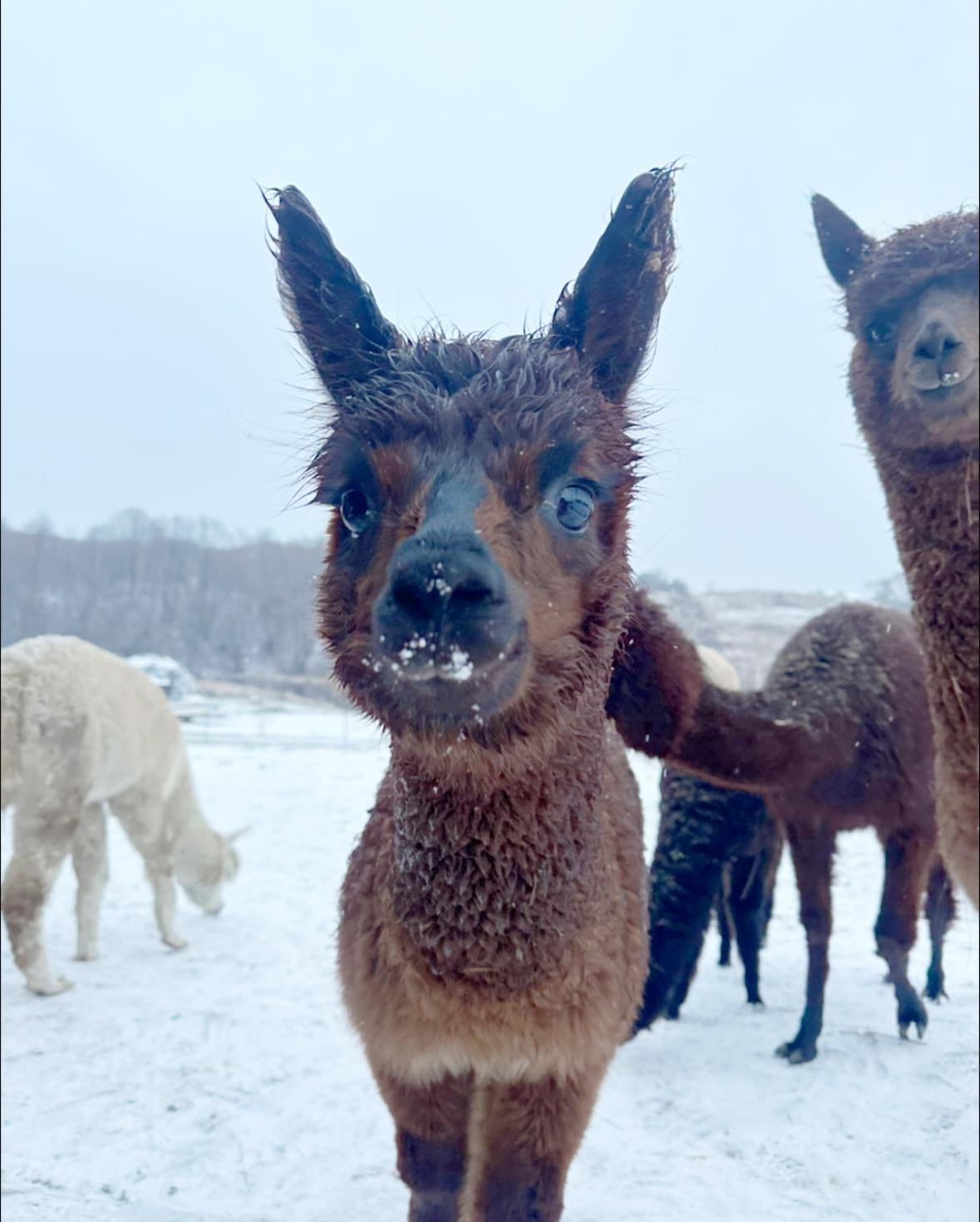 Vokės Vingis Alpacas in winter