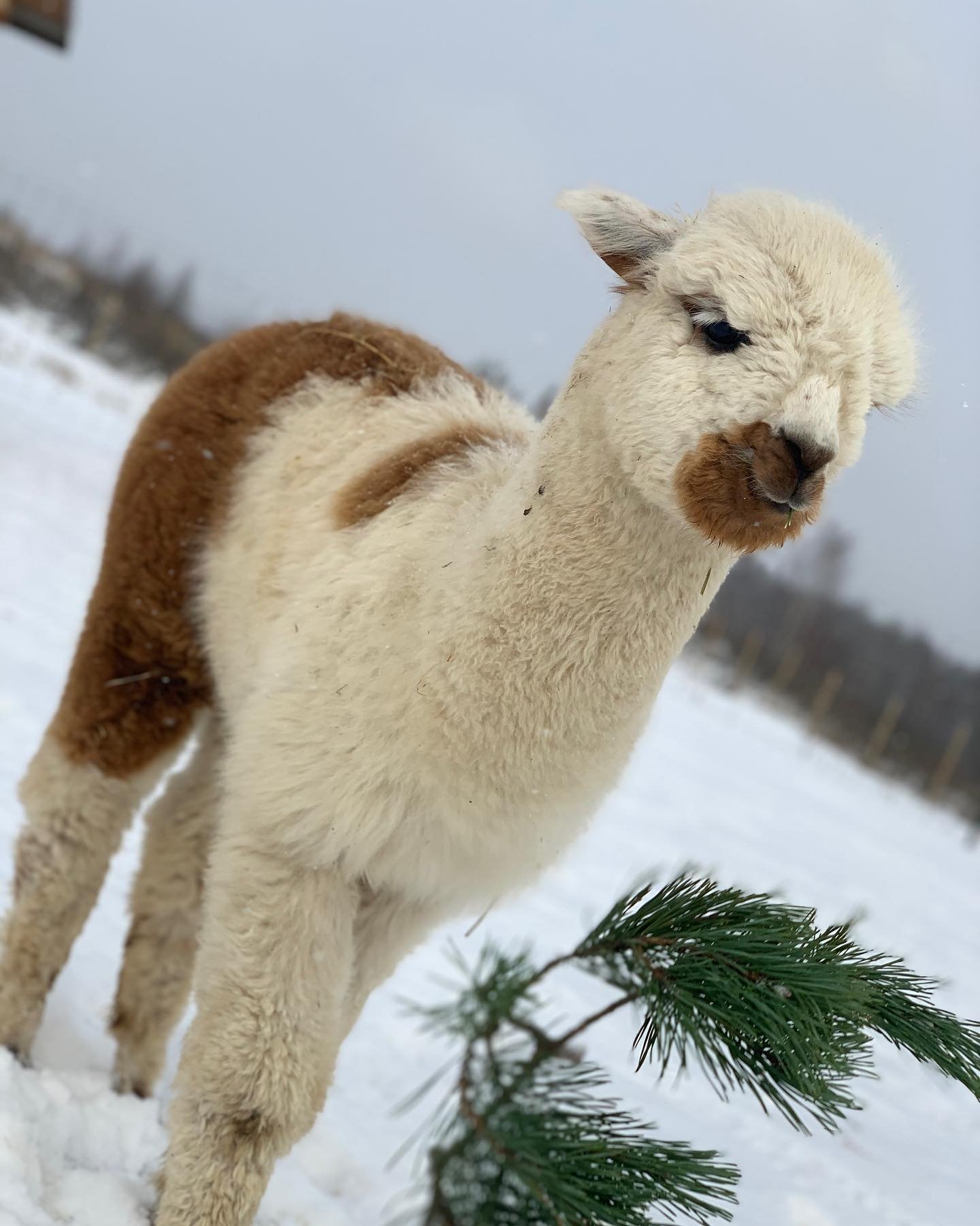 Vokės Vingis Alpacas in winter