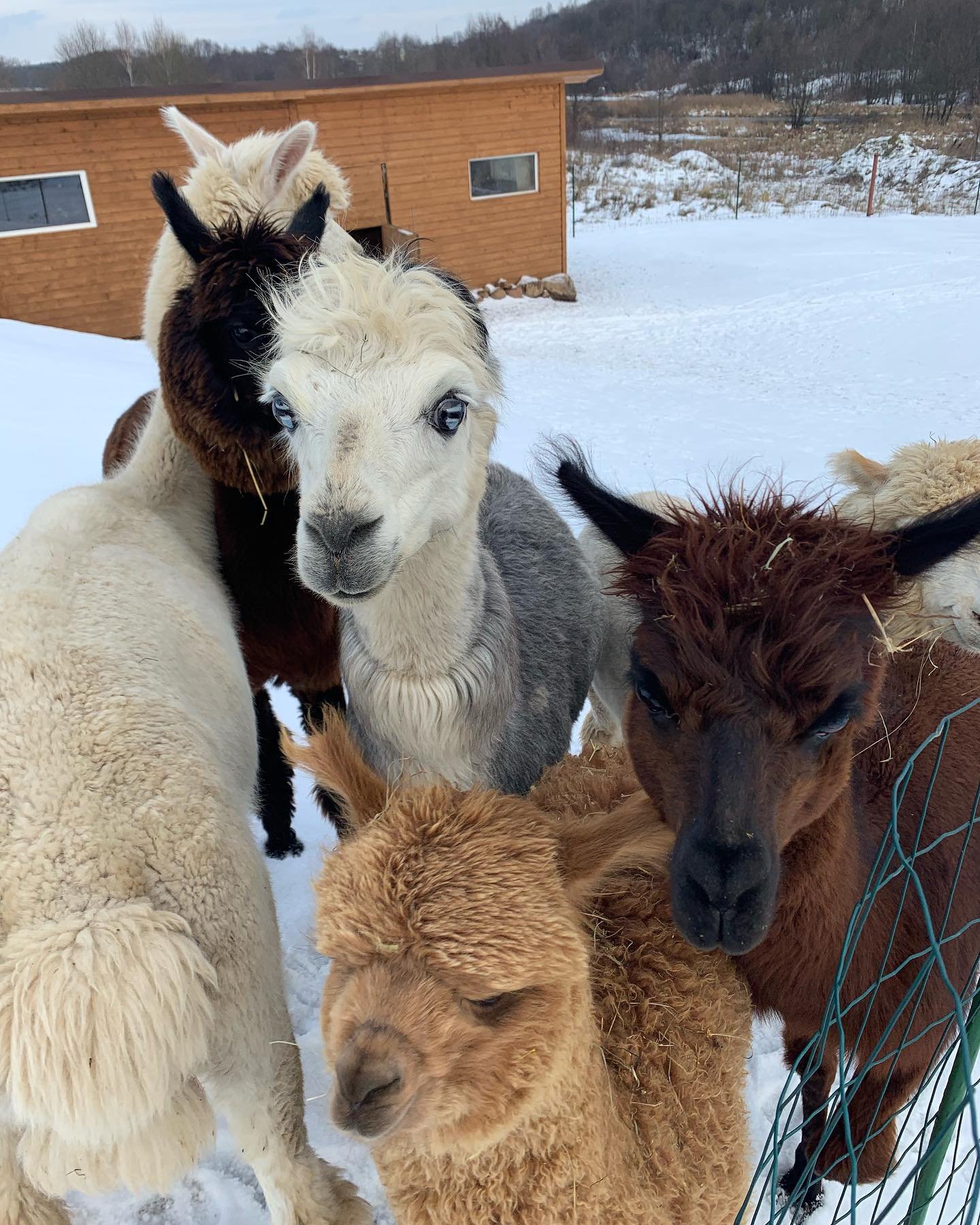 Vokės Vingis Alpacas in winter