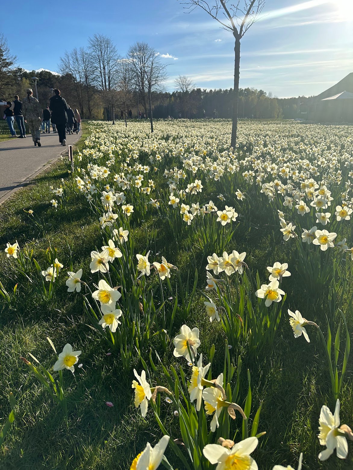 Blooming daffodils in Vijūnėlė Park