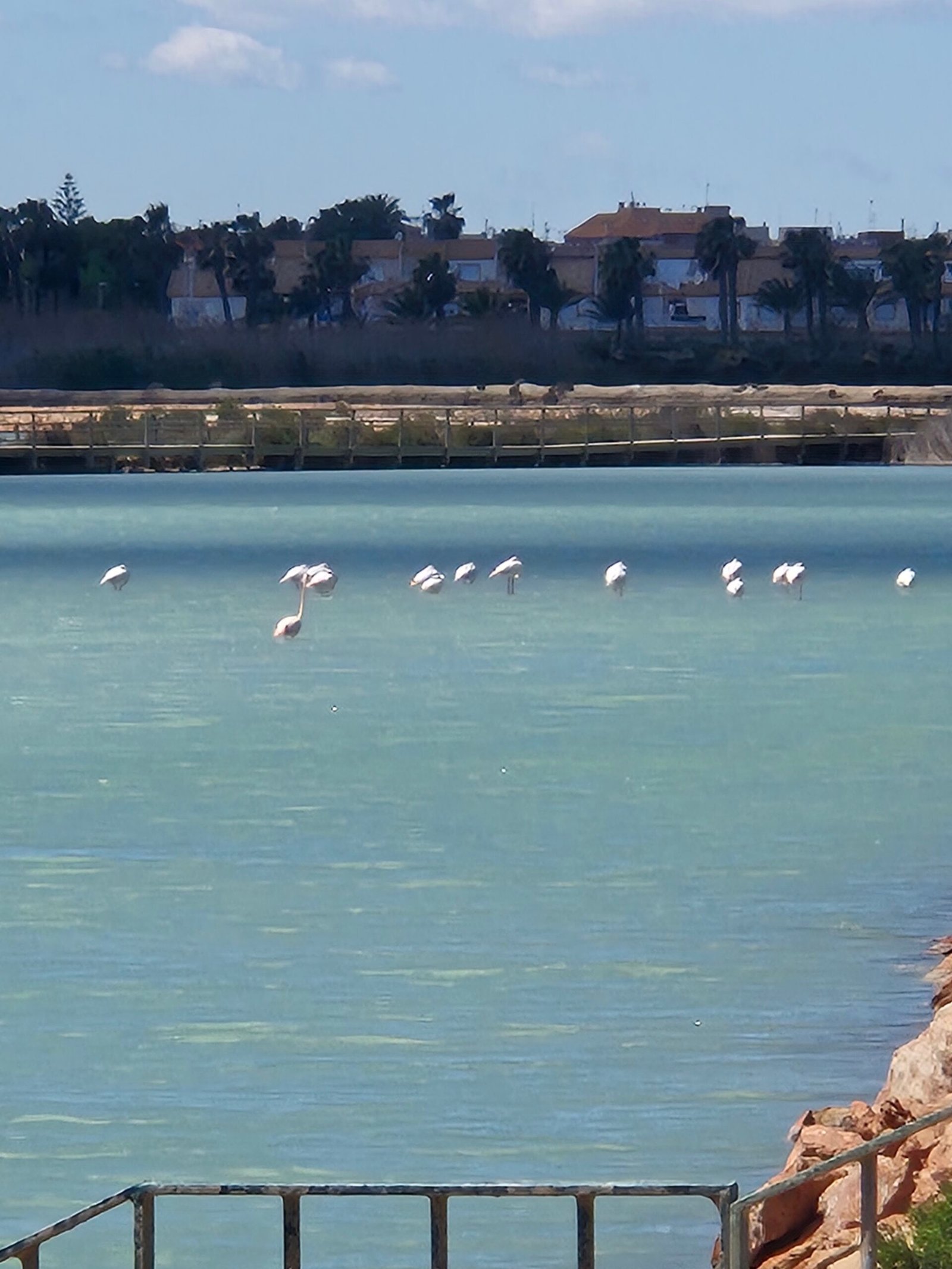 Salt lakes with flamingos