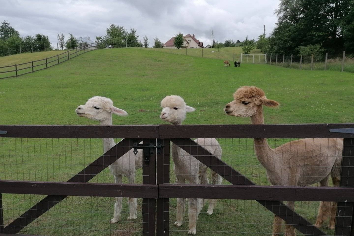 Jonava Alpaca Guesthouse
