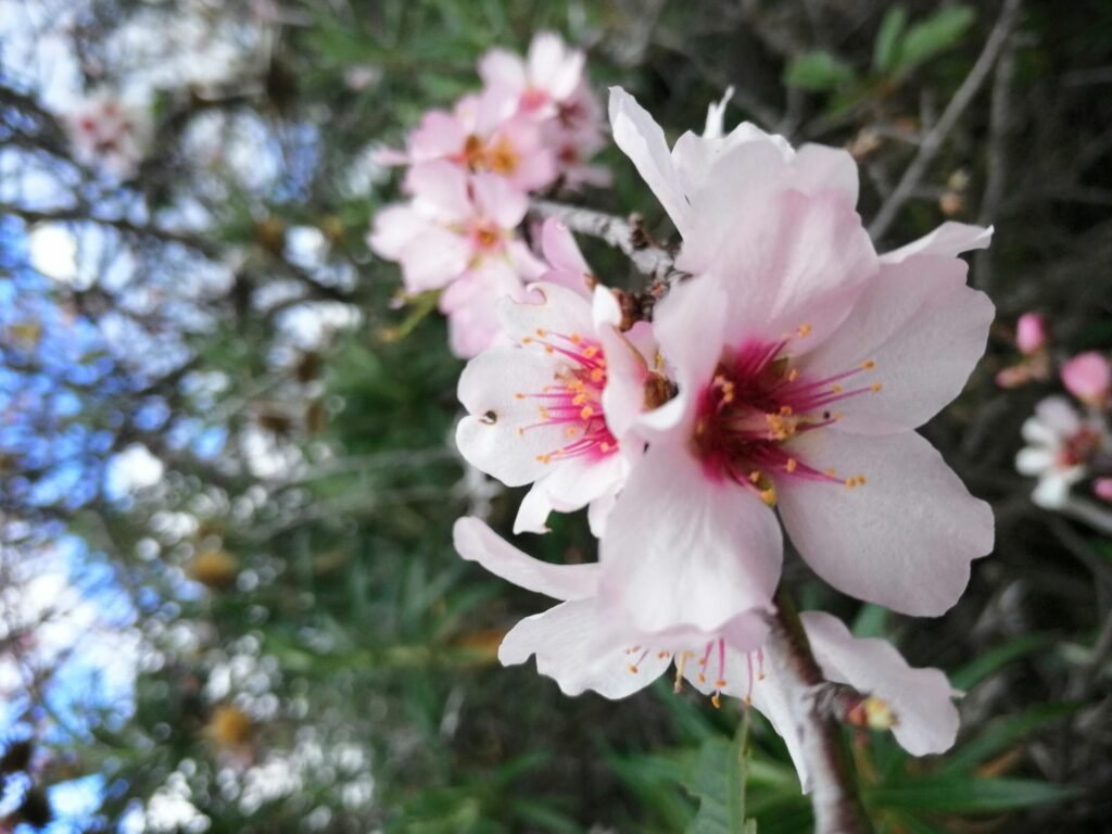 When almonds bloom: spring festival in the mountains of Tenerife