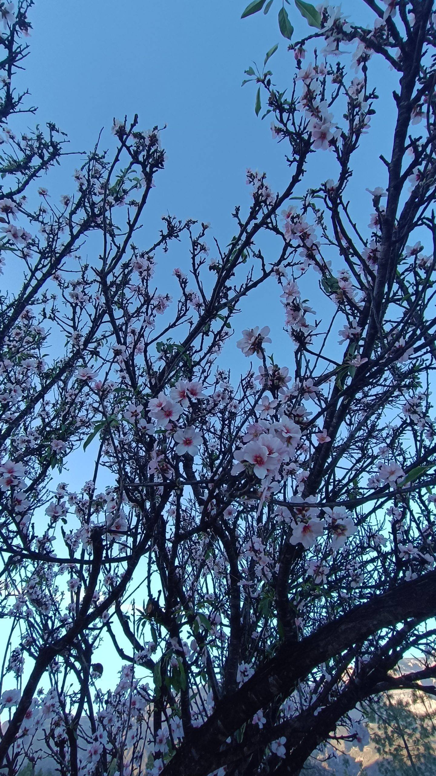 Almond blossom festival in Tenerife