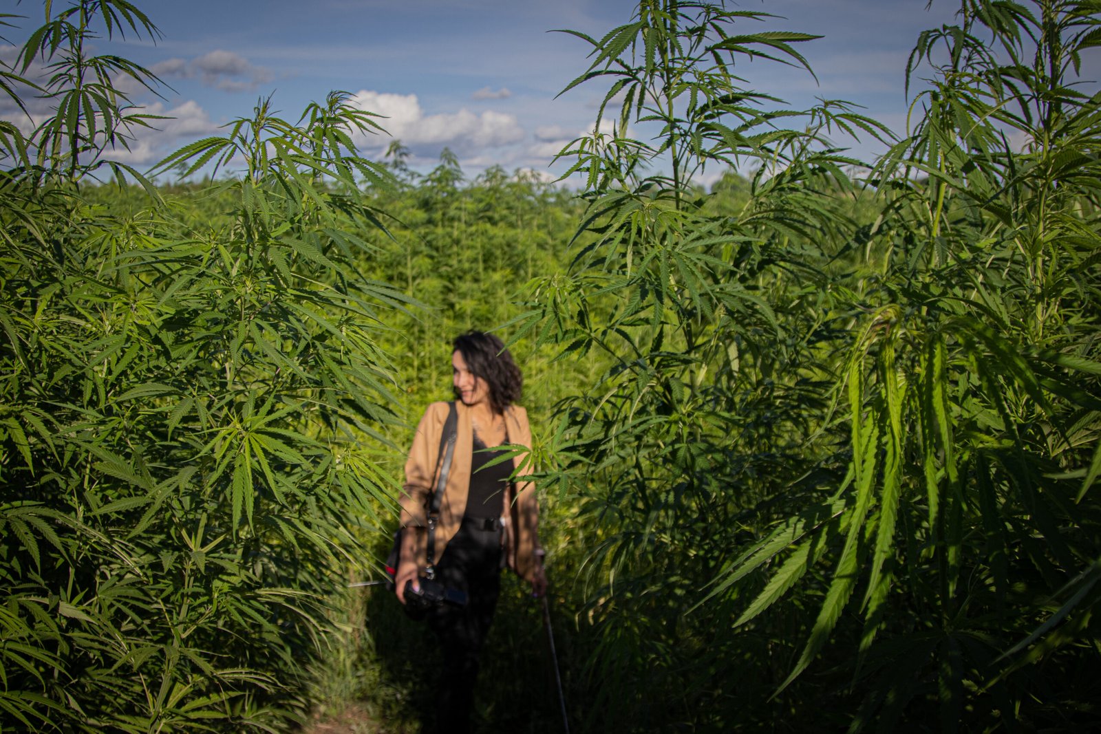 Hemp maze at LABI Park