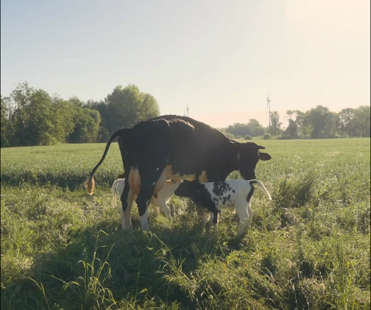 Visitors at Pakruojis Manor are invited to watch Pupse being milked