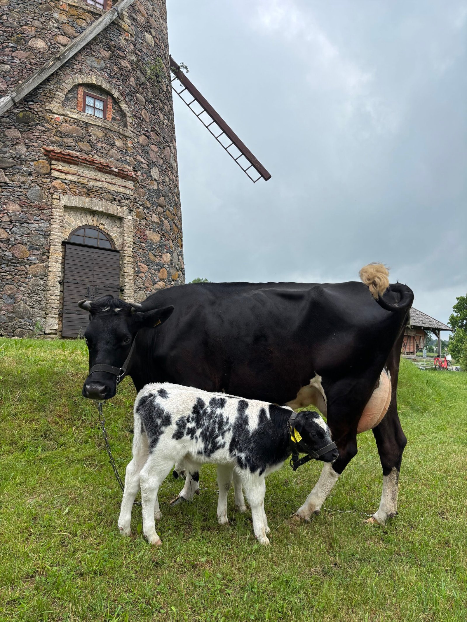 Pakruojis Manor and its living farm