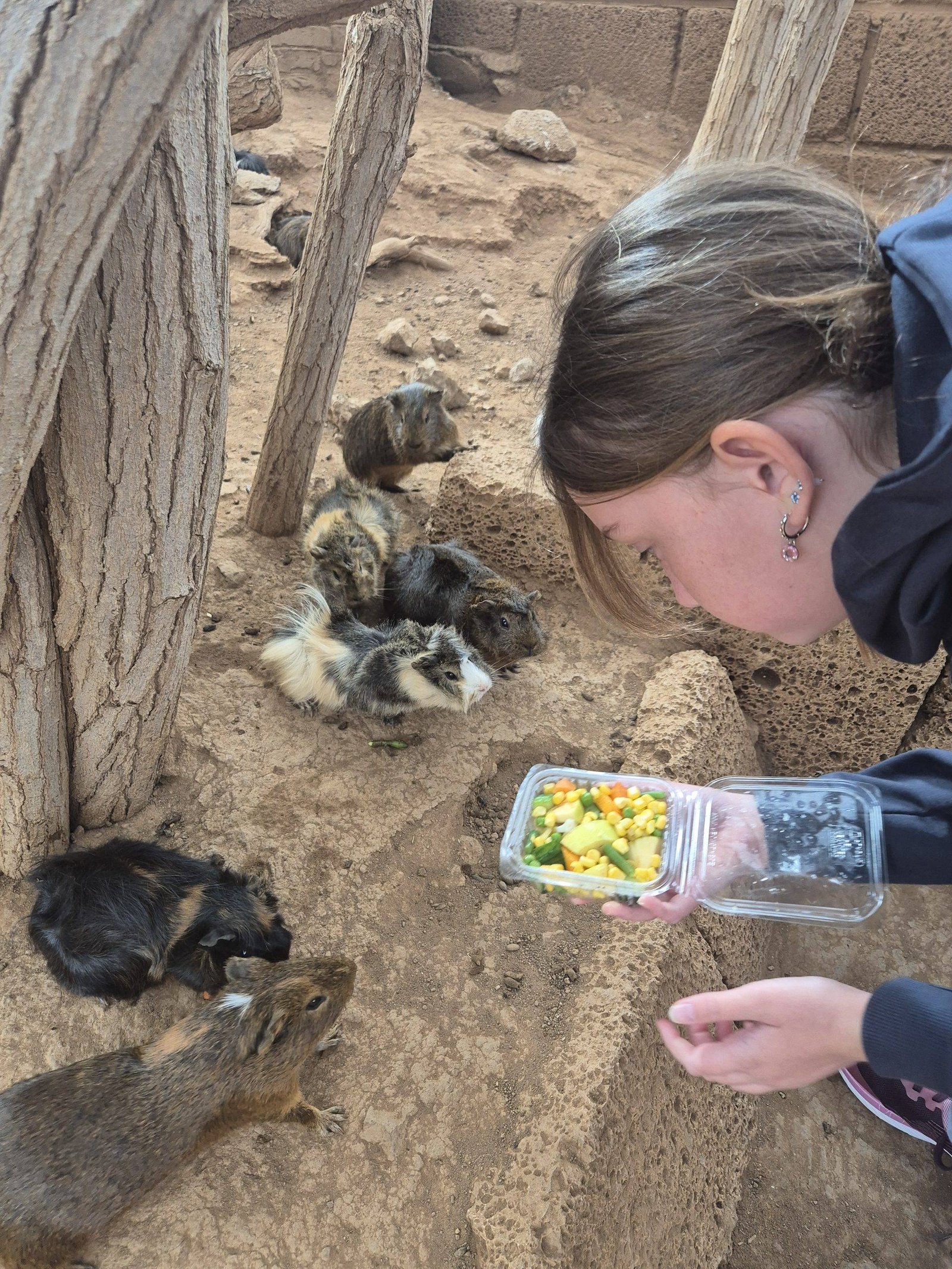 Contact zoo in Tenerife with children