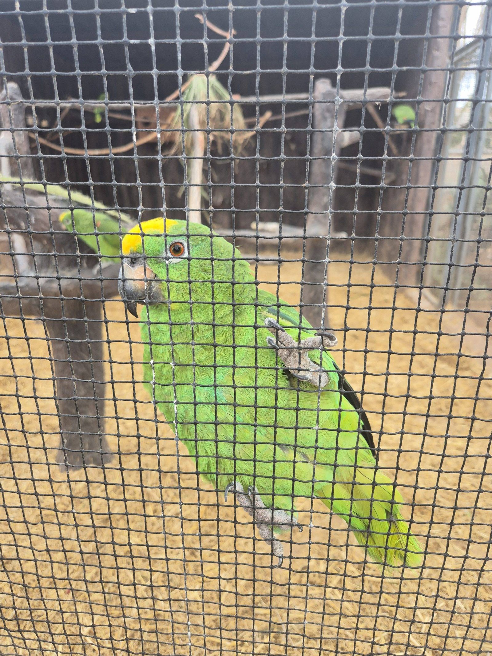 Animal encounter zoo in Tenerife with children