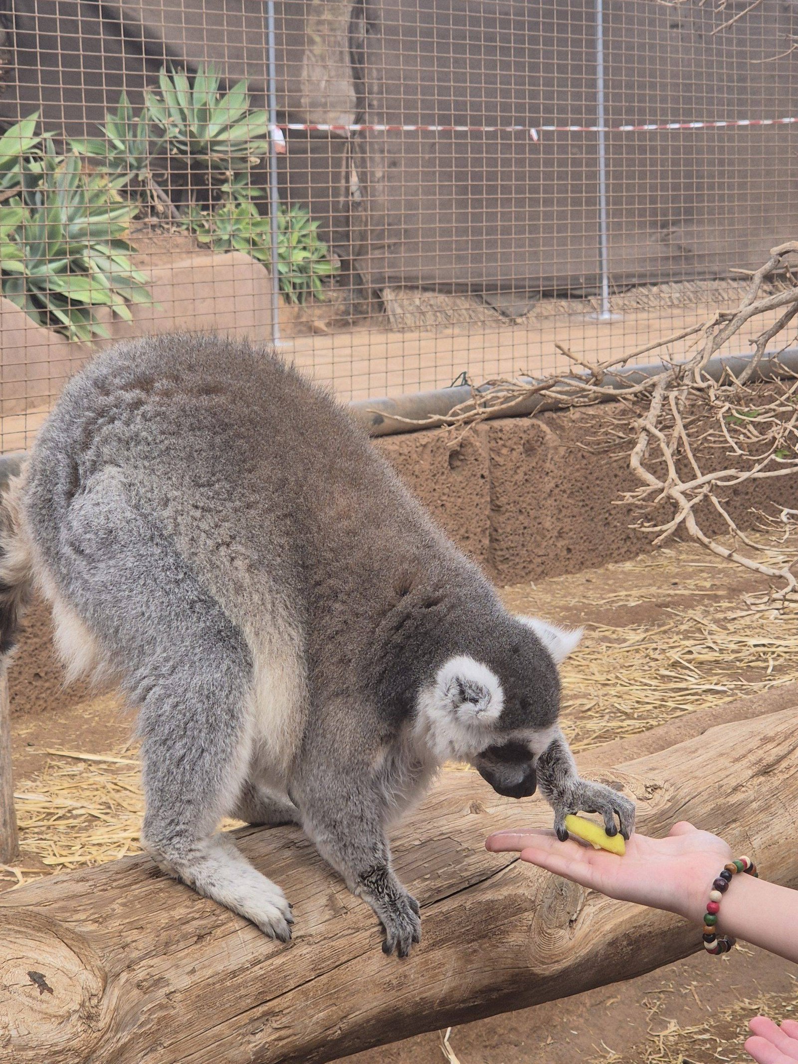 Animal encounter zoo in Tenerife with children