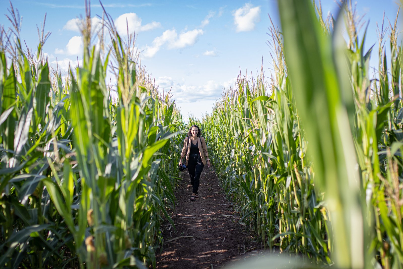 Corn maze at LABI Park