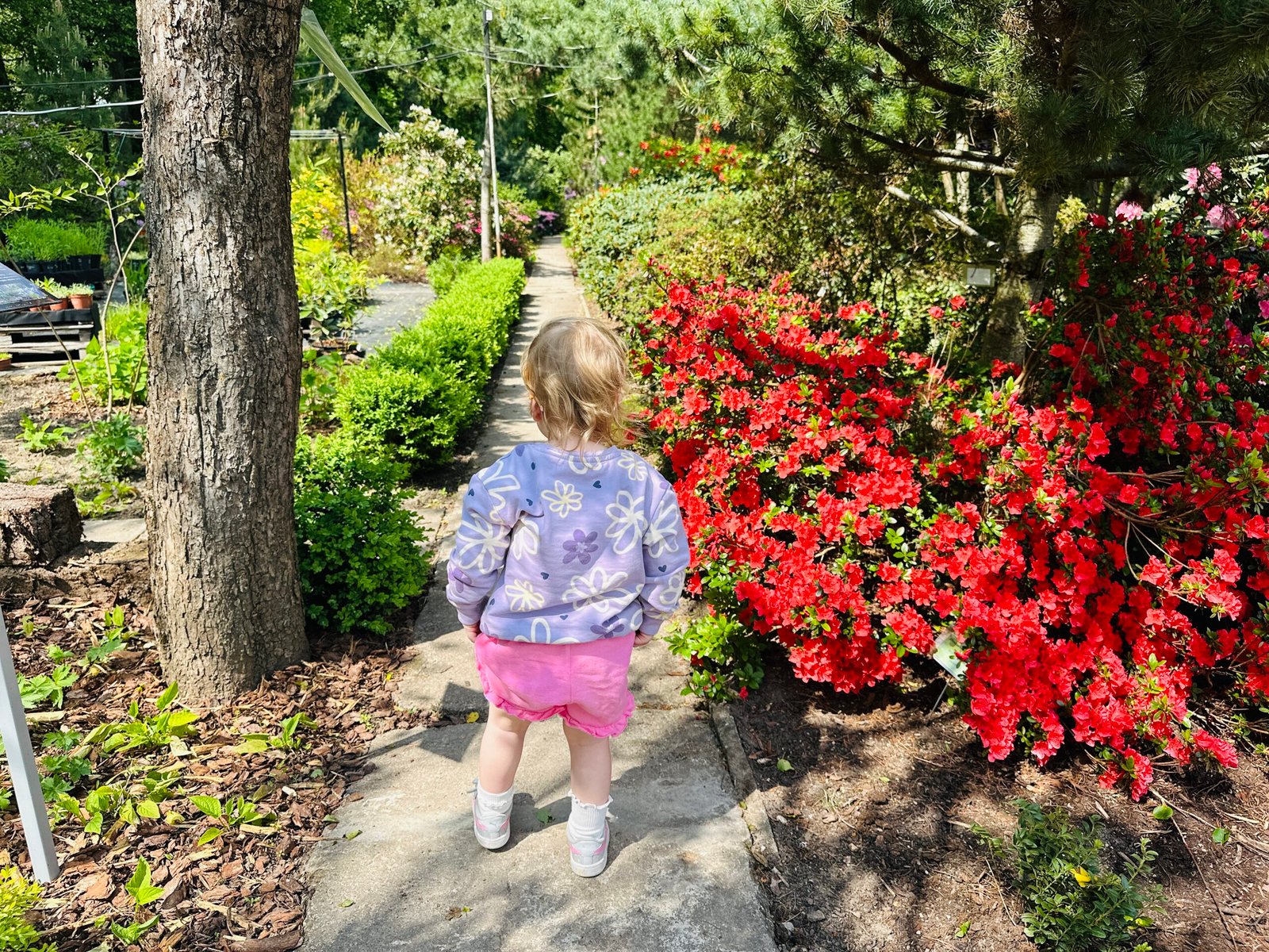 Šiauliai Botanical Garden
