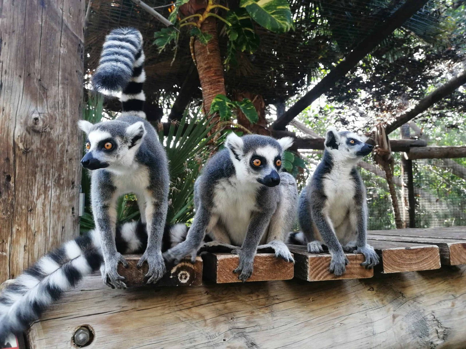 Las Aguilas Jungle Park in Tenerife