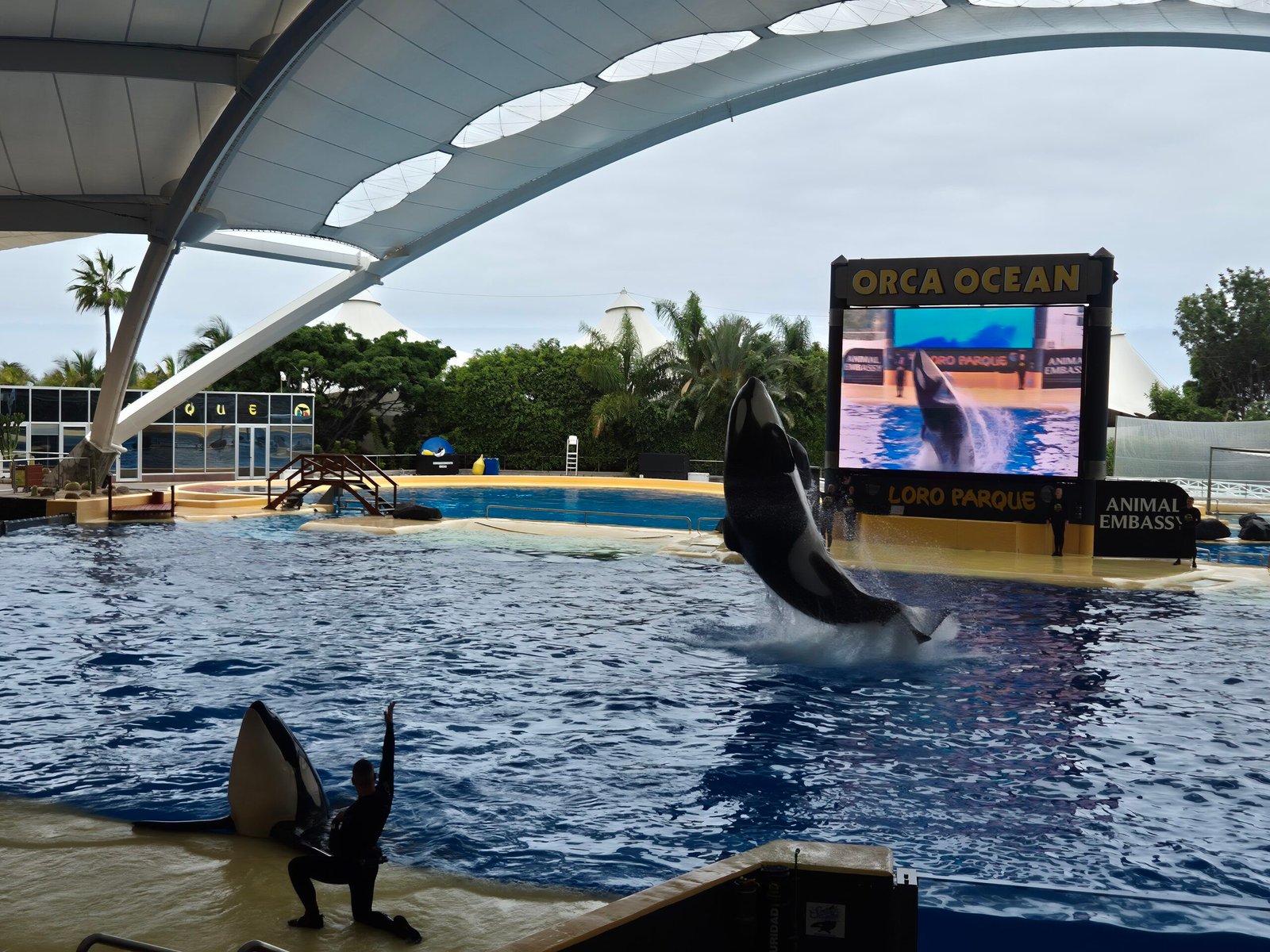 Orca show