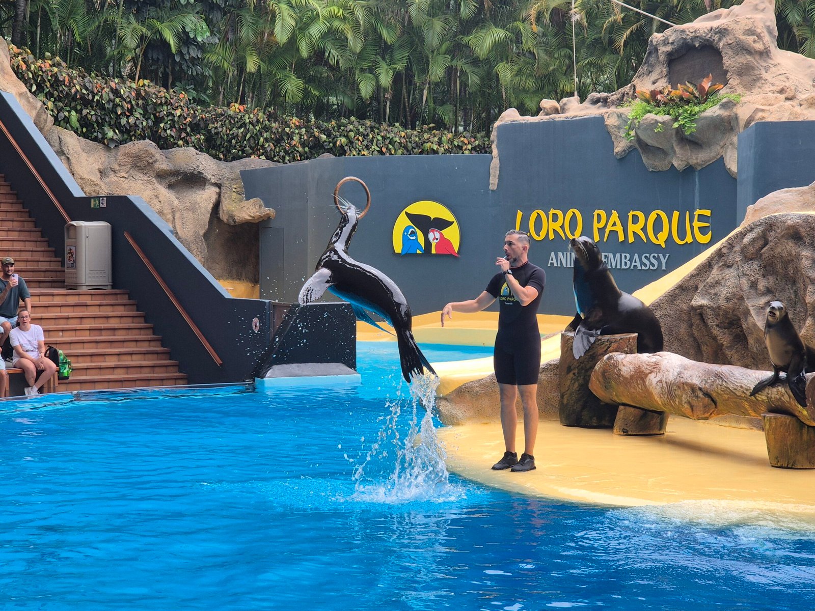 Sea lion show