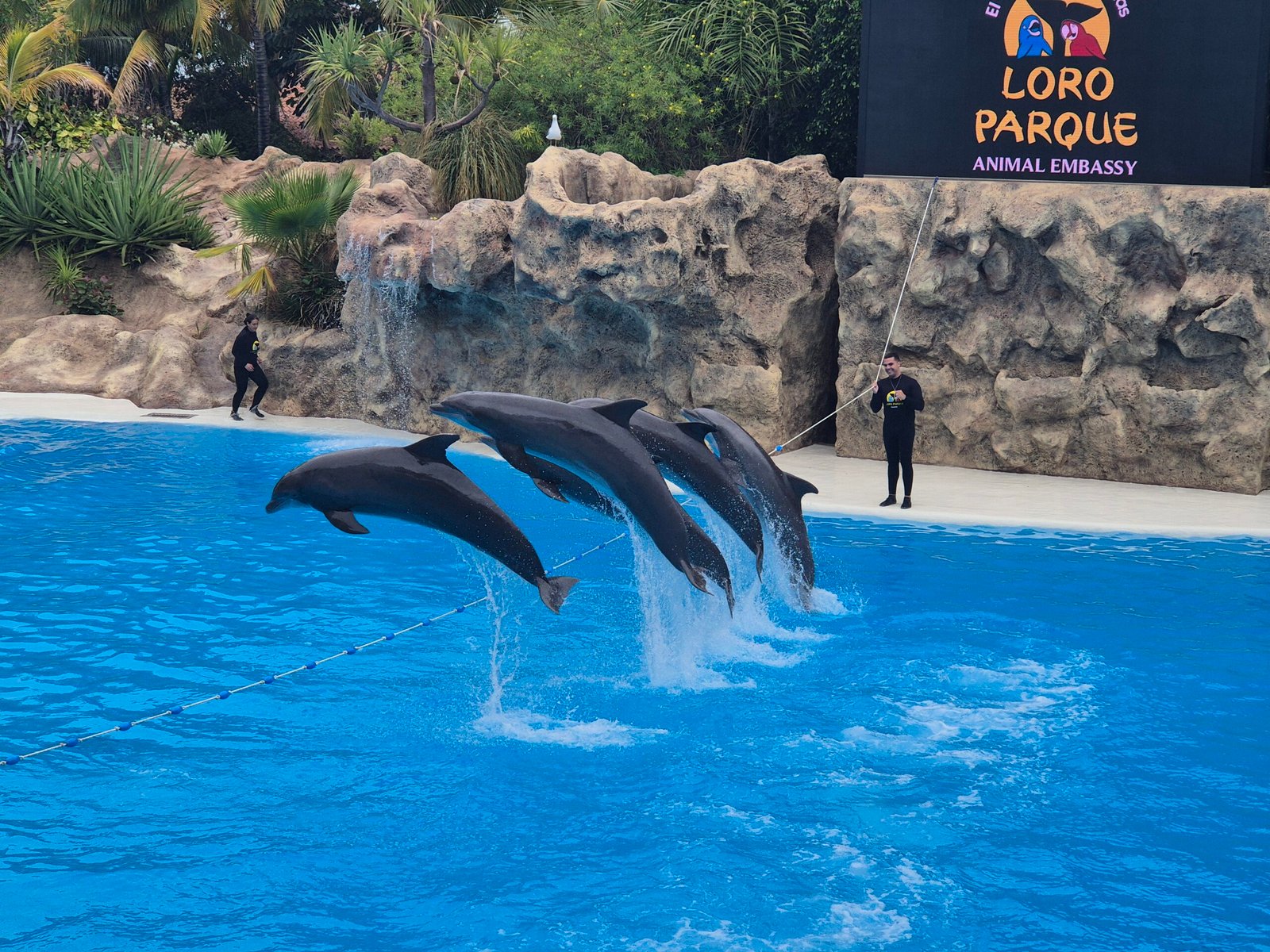 Dolphin show