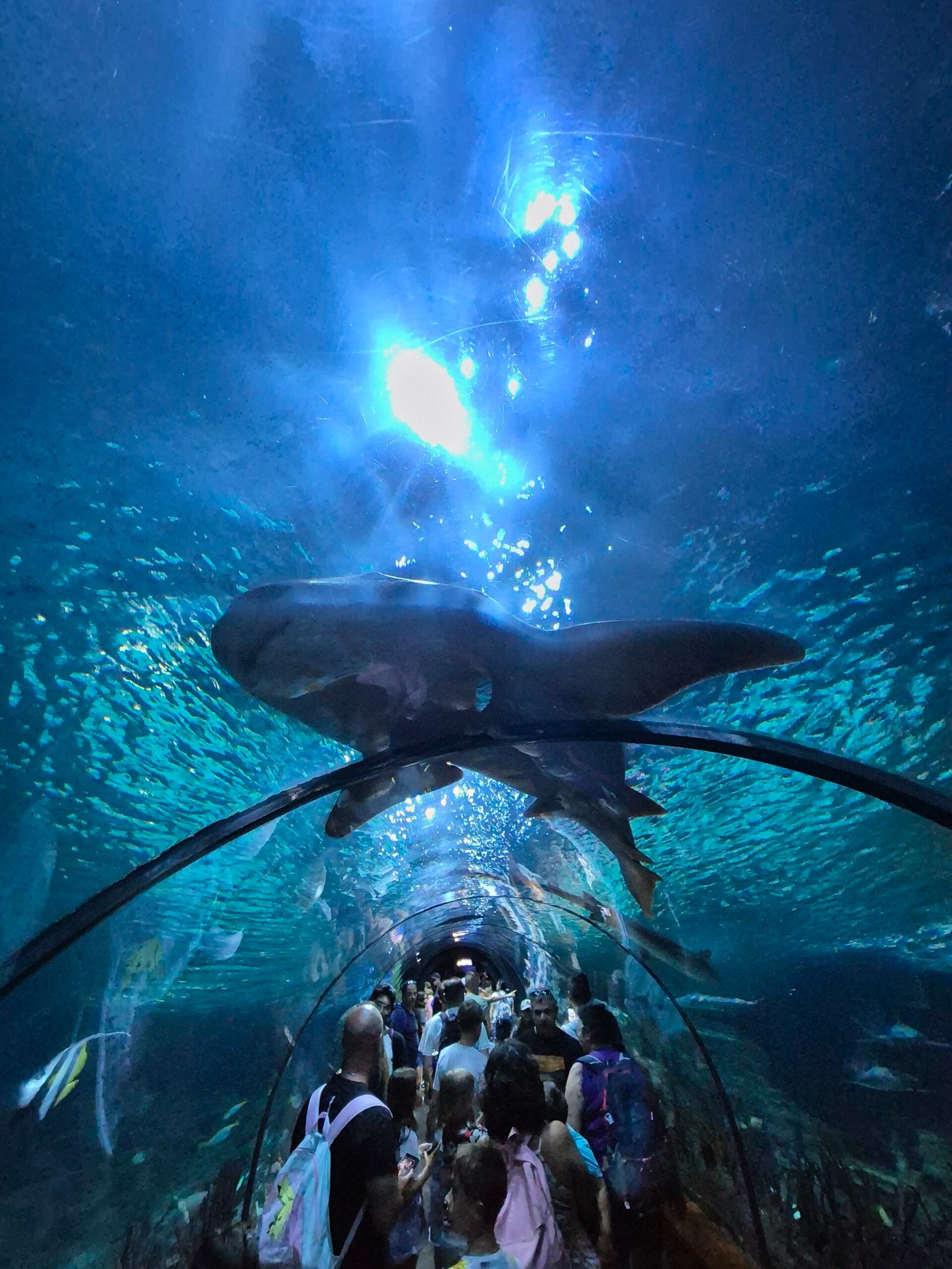 Aquarium tunnel at Loro park