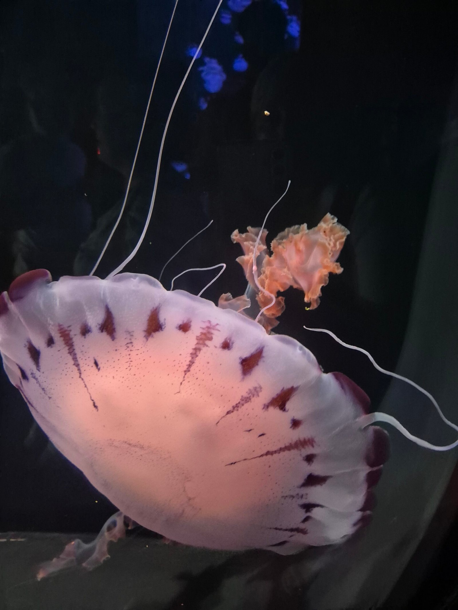 Jellyfish at Loro park