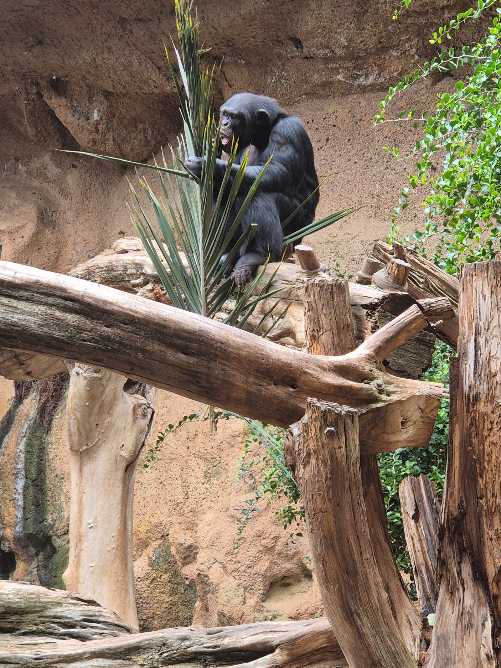 Chimpanzees