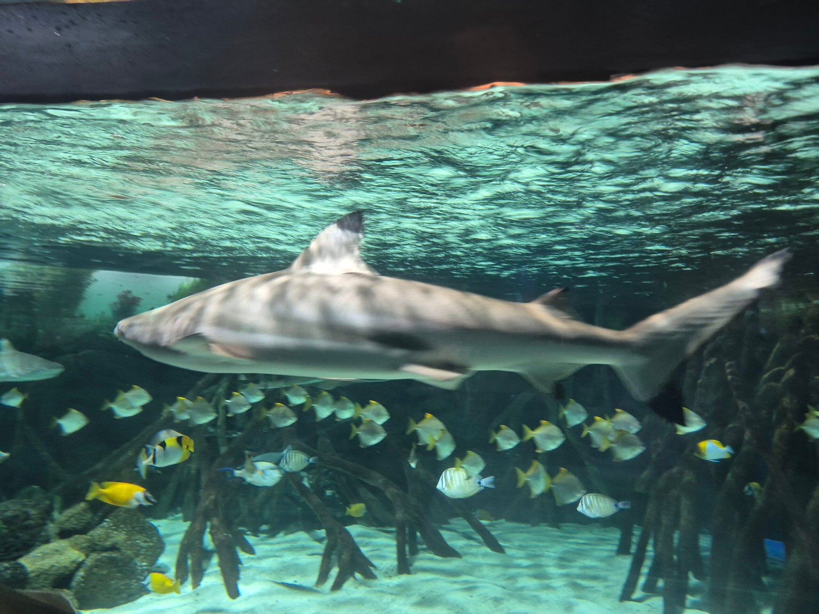 Travel with kids to Loro park