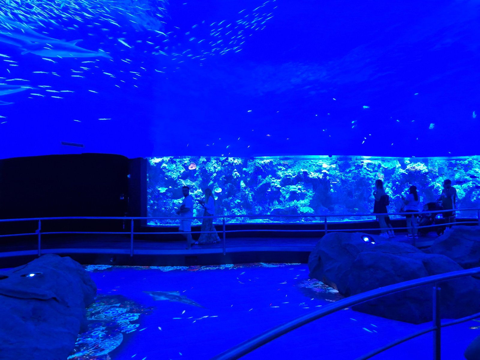 Coral Kingdom exhibition