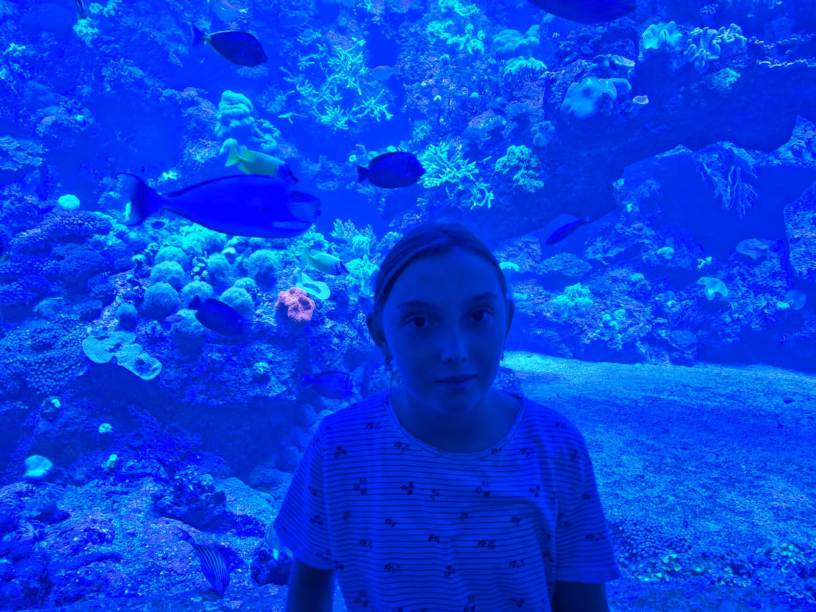 Coral Kingdom exhibition