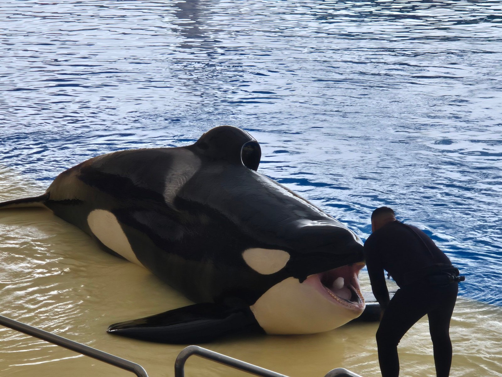Orcas at Loro park